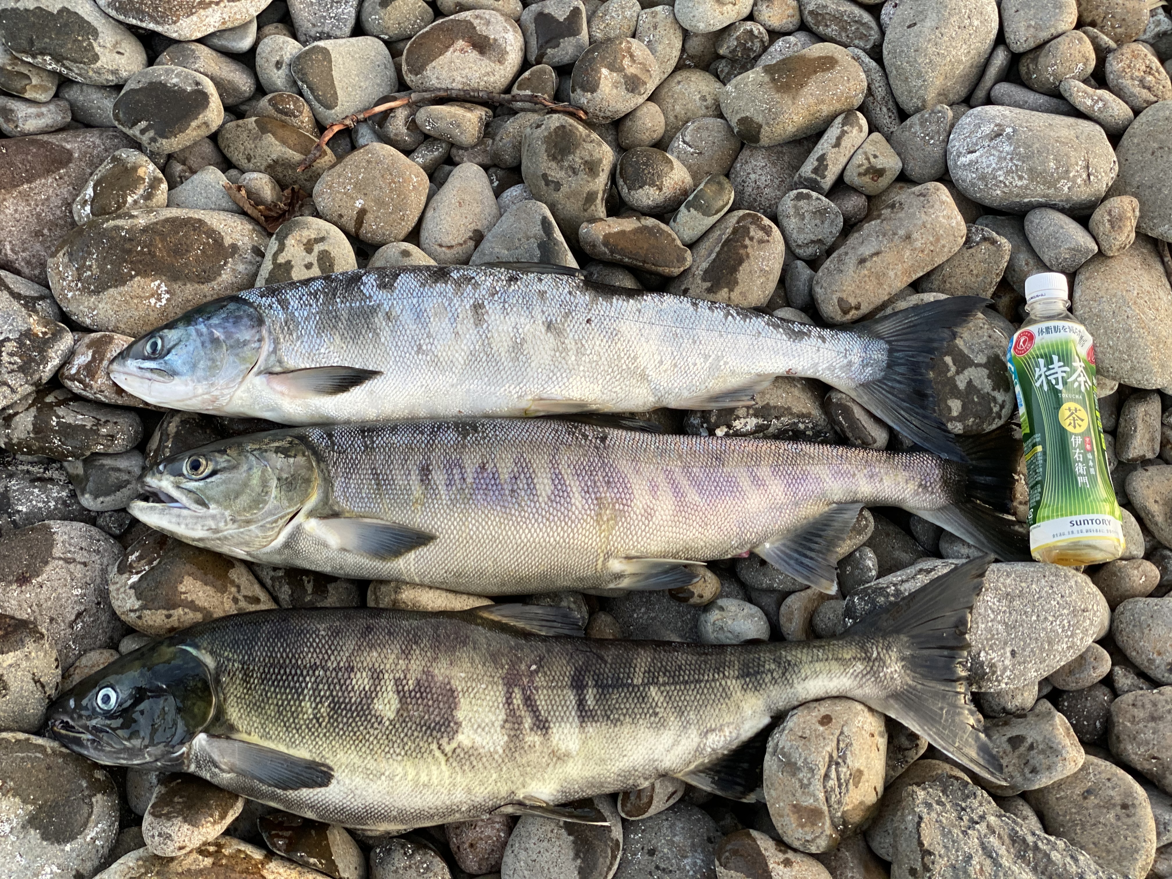サケ ×3の釣果写真