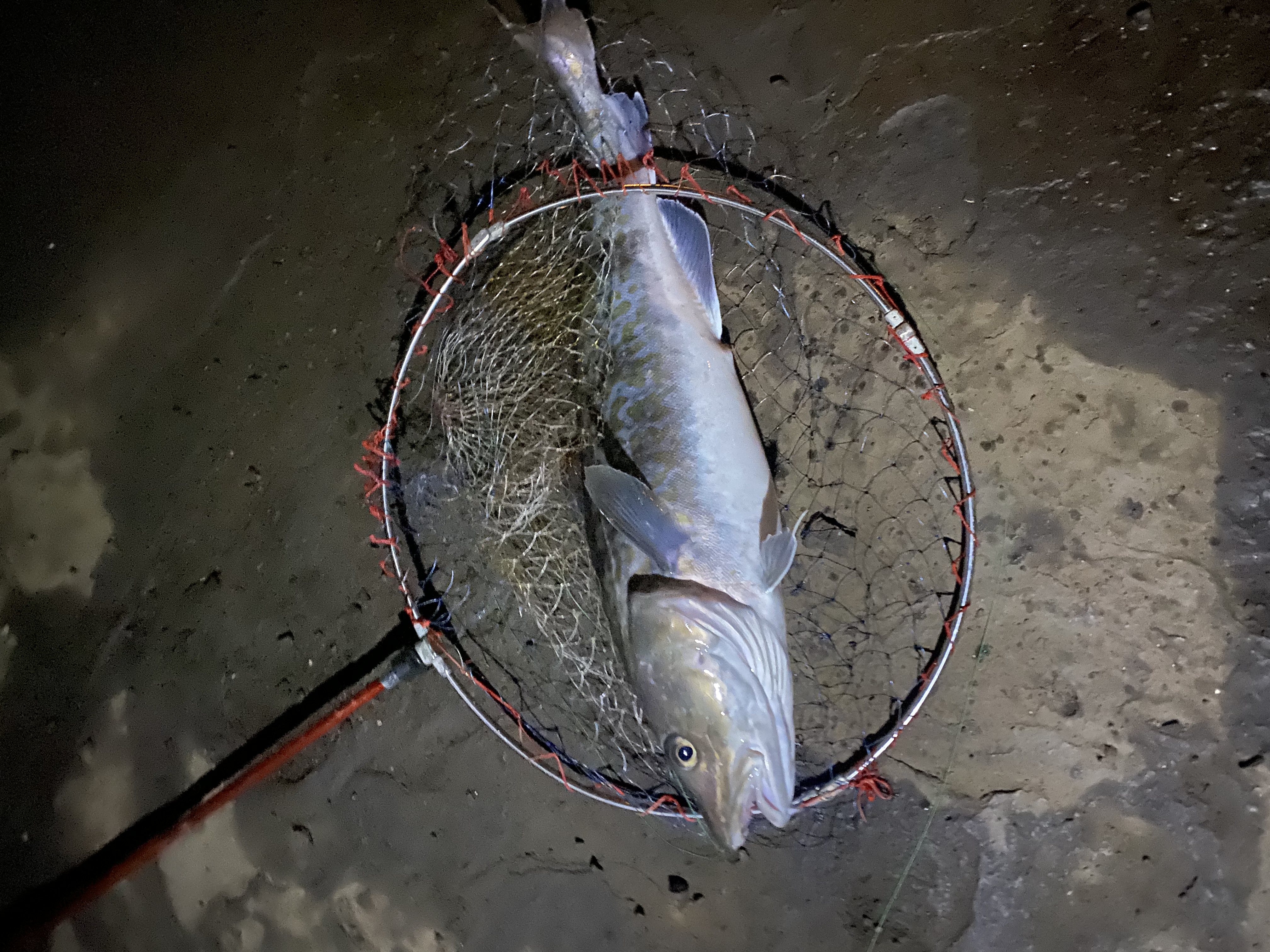 スズキの釣果写真