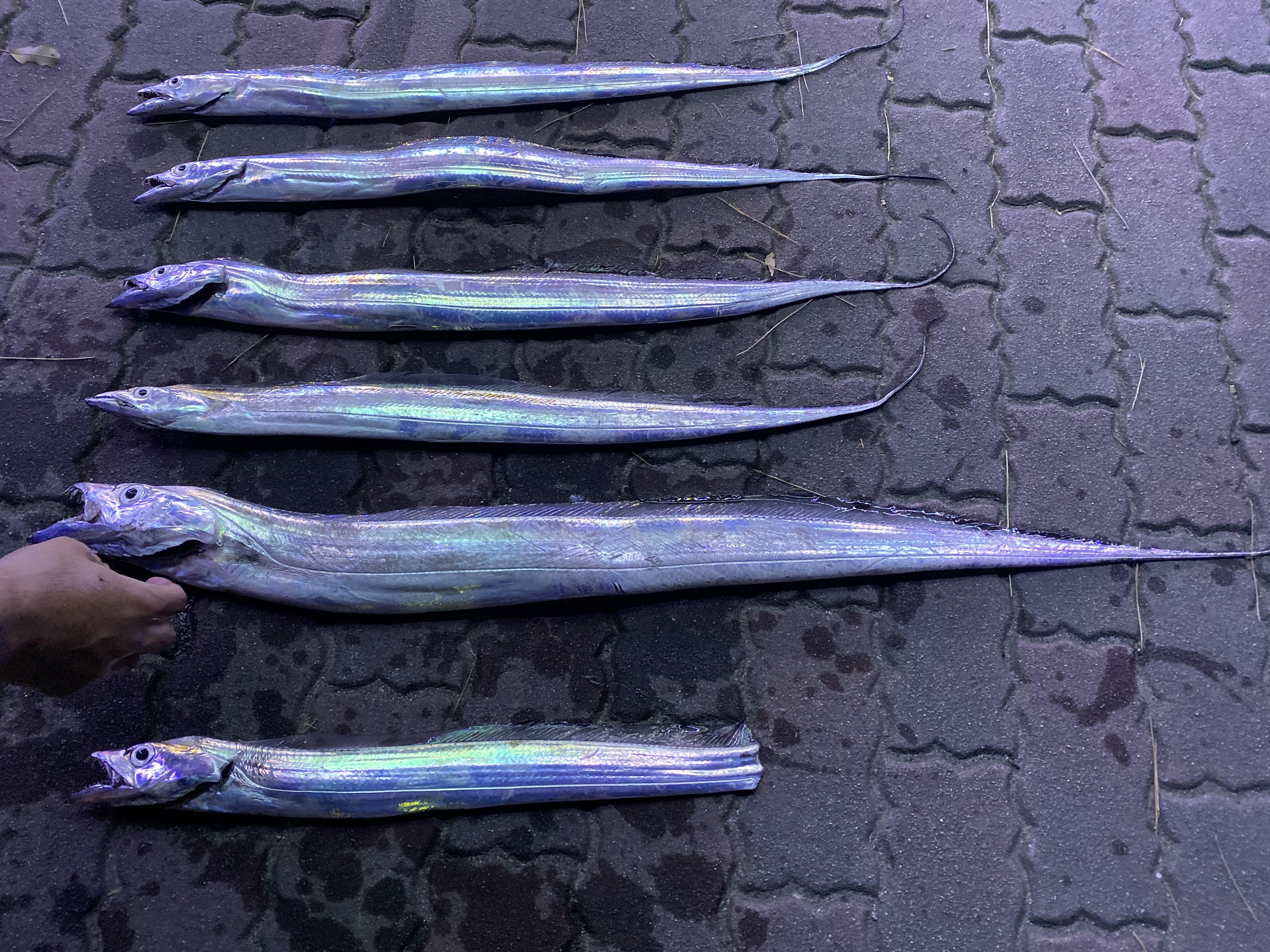 タチウオの釣果写真